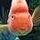 fishcasa