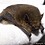 Plecotus
