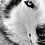 sam_levan