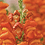 snapdragon
